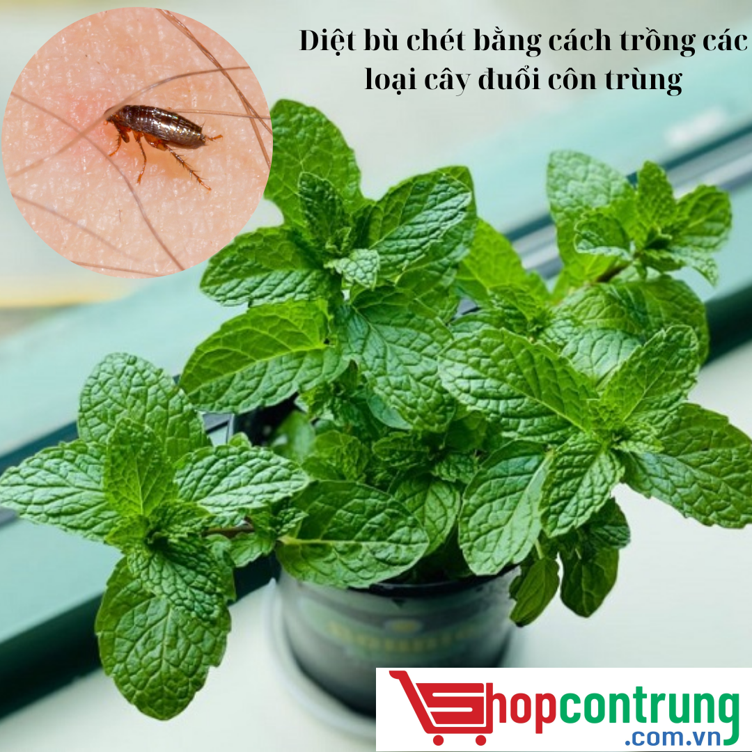 Diệt bù chét bằng cách trồng các loại cây đuổi côn trùng
