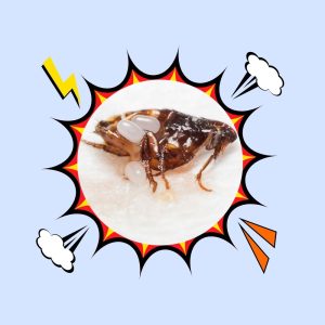 Thuốc diệt bọ chét