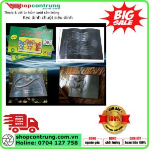 Keo dính chuột siêu dính - Miếng keo bẫy chuột