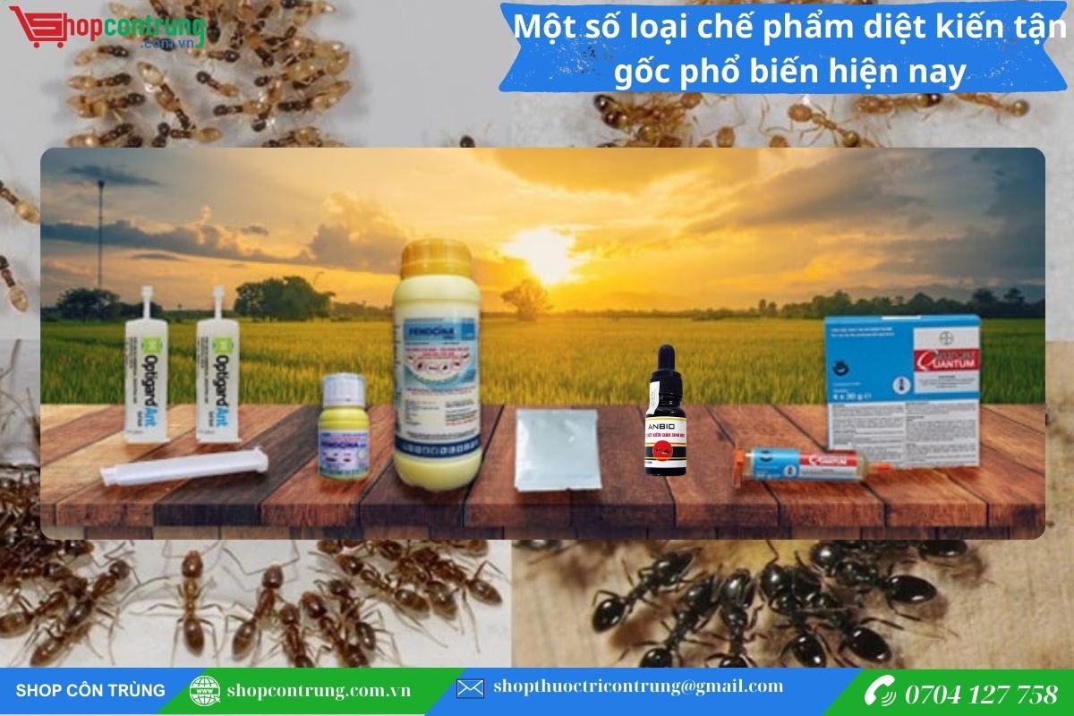 Một số loại chế phẩm diệt kiến tận gốc phổ biến hiện nay