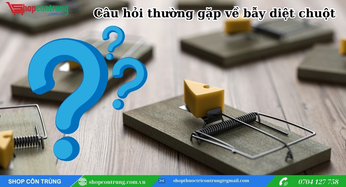 Câu hỏi thường gặp về bẫy diệt chuột