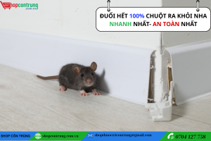 Cách diệt chuột trong nhà hiệu quả