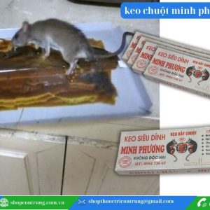 Kết quả sau 1 đêm sử dụng keo dính chuột Minh Phương