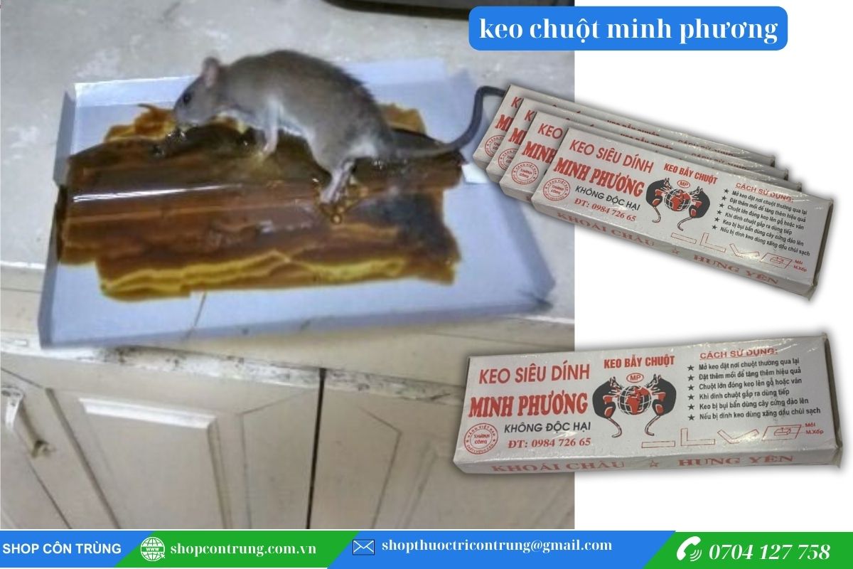 Kết quả sau 1 đêm sử dụng keo dính chuột Minh Phương