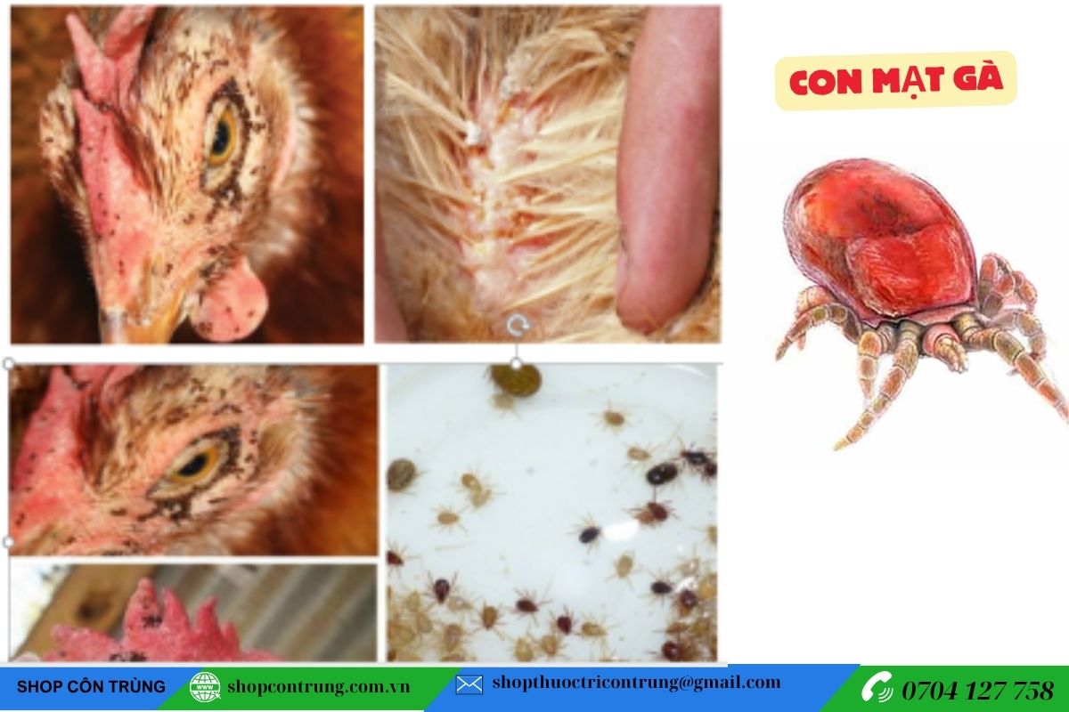 Con mạt gà gây hại