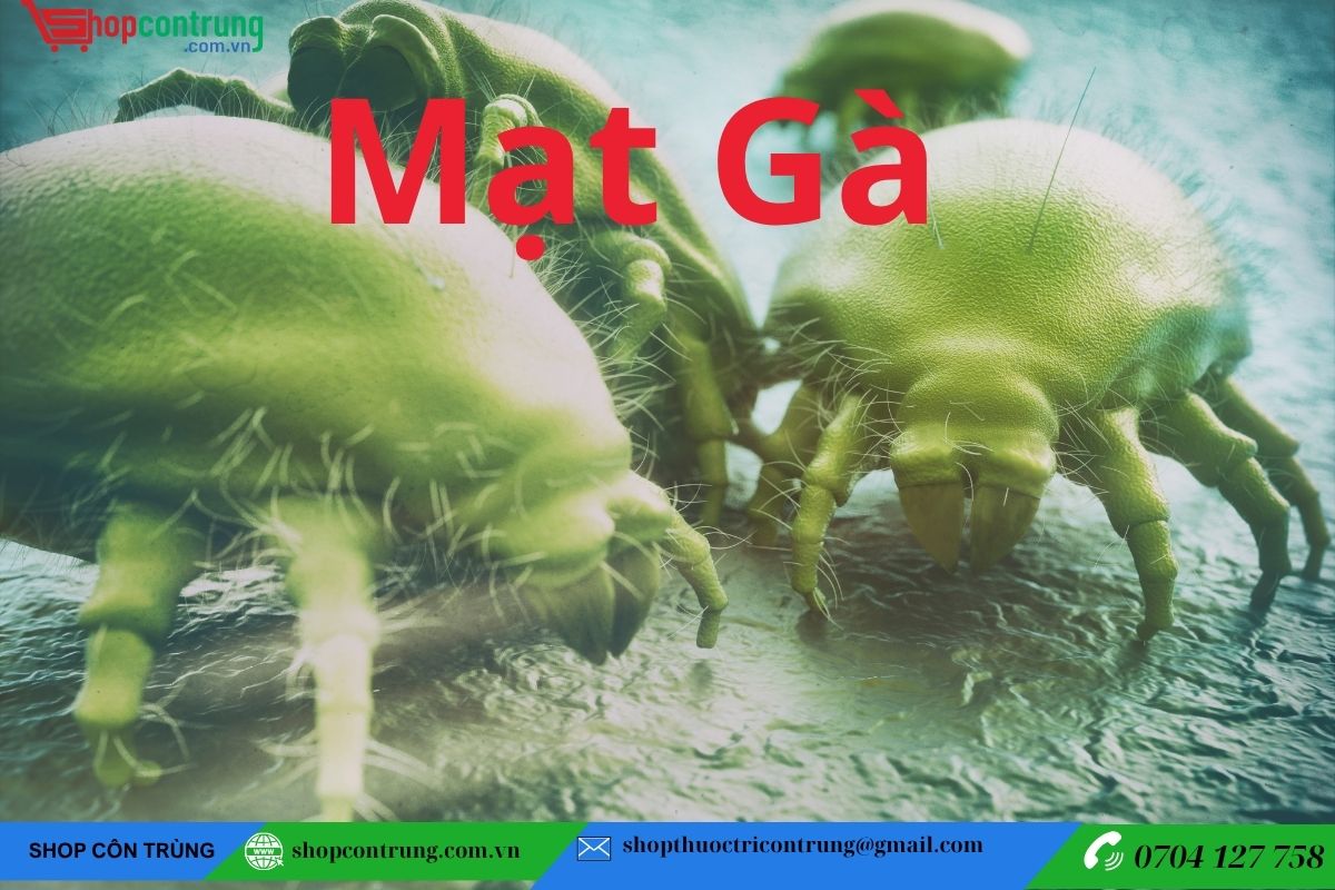 CON MẠT GÀ