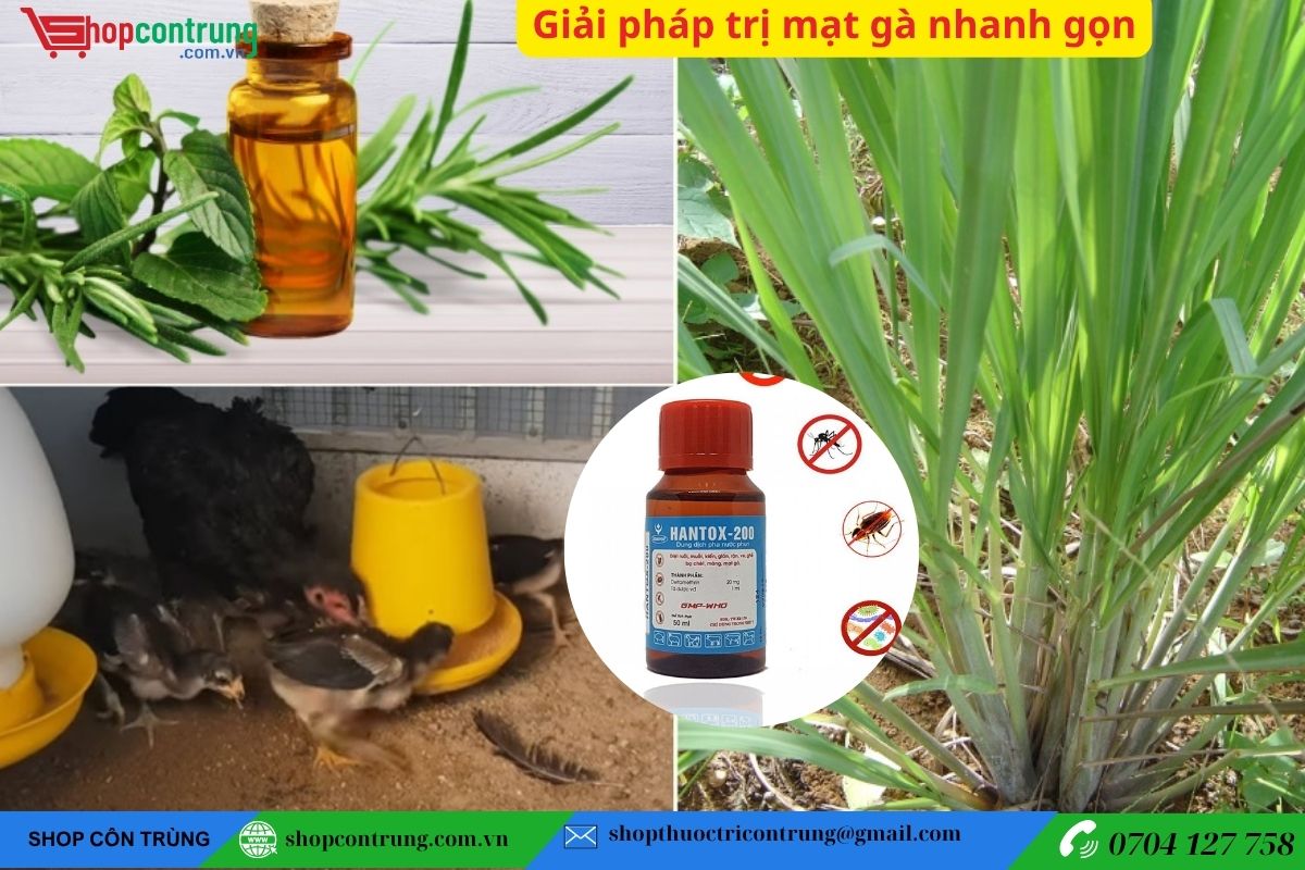 CÁCH TRỊ MẠT GÀ HIỆU QUẢ