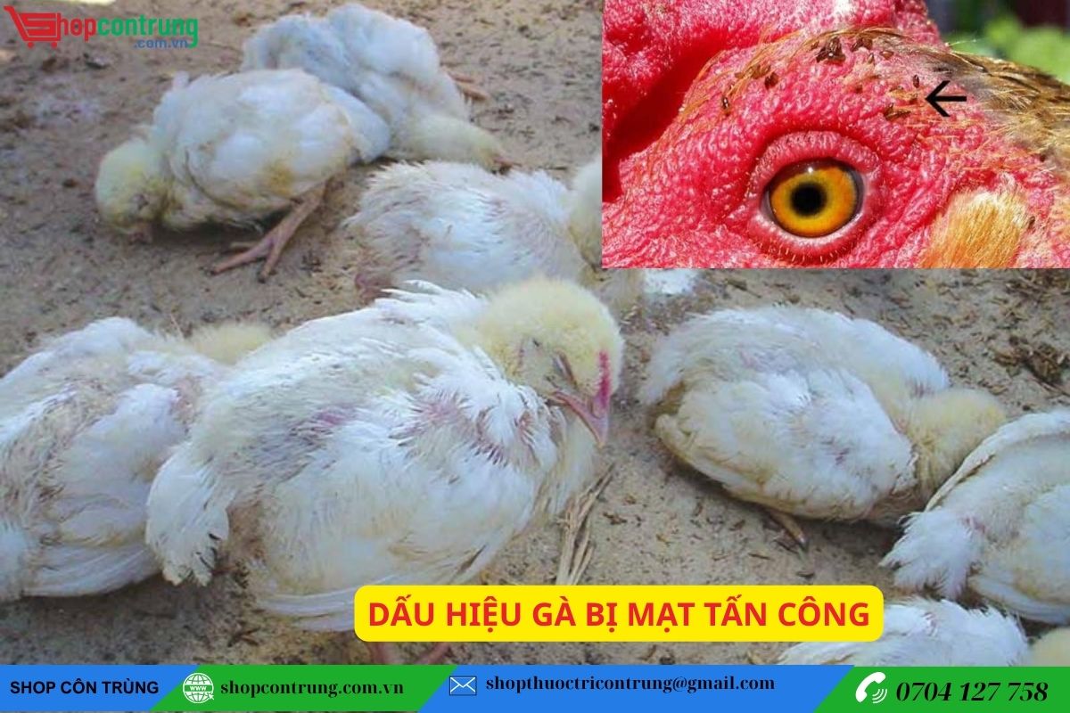 Dấu hiệu gà bị tấn công mạng