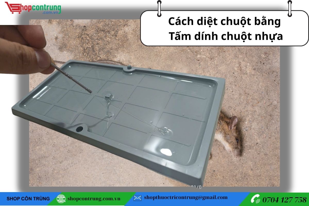 Tấm keo dính chuột nhựa “Kẻ hủy diệt” mọi loại côn trùng bò